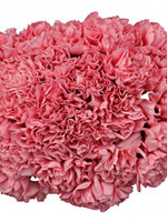 Букет из 15 розовых Гвоздик "Бене" 