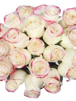 Роза бело-розовая, 15 шт.