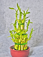 Горшечное растение Бамбук в кашпо
