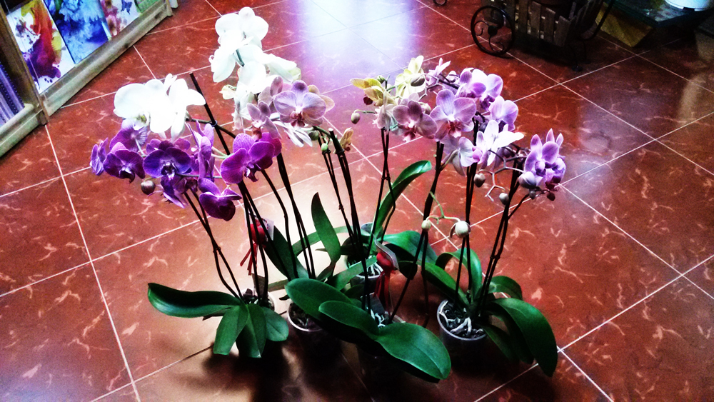 Орхидея фаленопсис на 8 марта от "Телефлора" в Минске