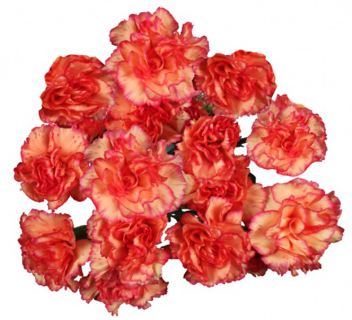 Букет 15 розовых гвоздик "Лина"