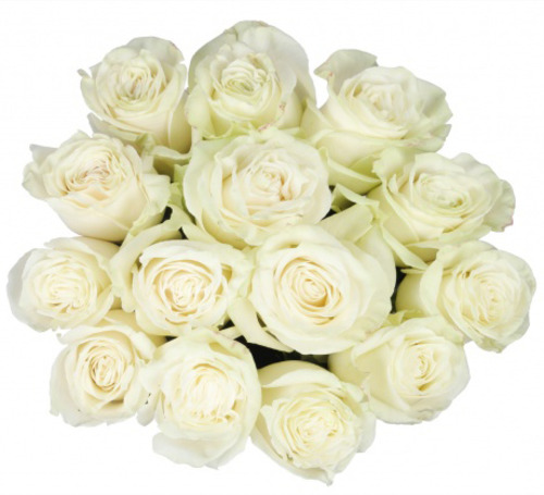 Роза белая "Мондиал", 15 шт.