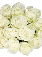 Роза белая "Мондиал", 15 шт.