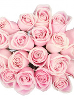 Роза кремово-розовая, 15 шт.