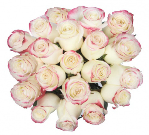 Роза бело-розовая, 15 шт.