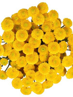Хризантема кустовая Шабо, жёлтая, 5 шт.