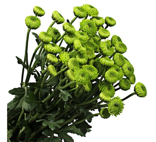 Хризантема кустовая Шабо, зелёная, 5 шт.