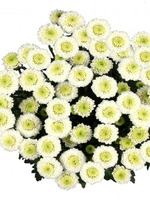 Хризантема кустовая белая Сантини, 5 шт.