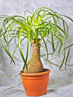 Горшечное растение Нолина (Бокарнея), 50-60 см