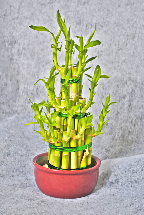 Горшечное растение Бамбук в кашпо