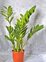 Горшечное растение Замиокулькас