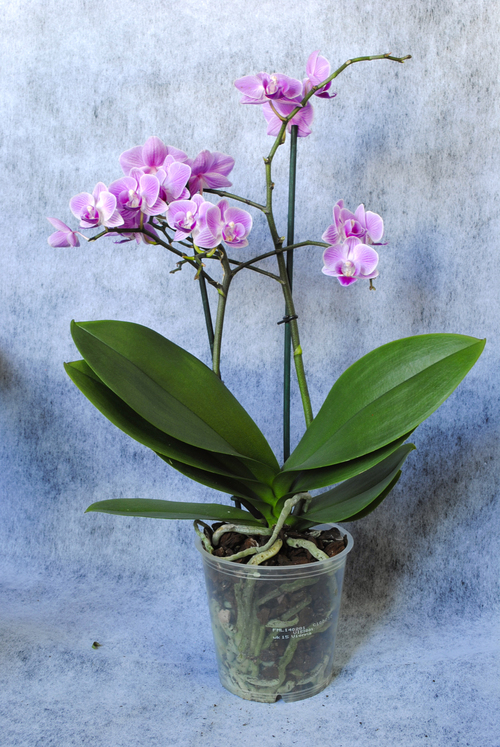 Горшечное растение орхидея Фаленопсис