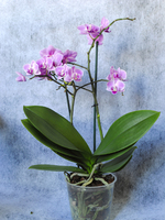 Горшечное растение орхидея Фаленопсис