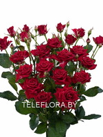 Букет из 5 кустовых красных роз