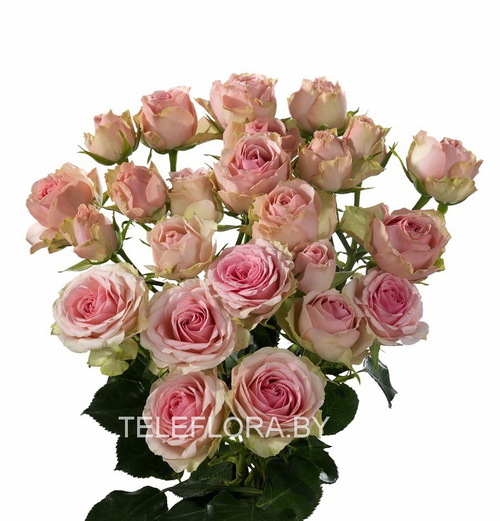 Букет из 5 кустовых светло-розовых роз
