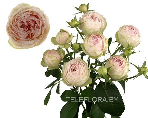 Букет из 5 пионовидных светло-розовых роз