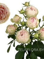 Букет из 5 пионовидных светло-розовых роз