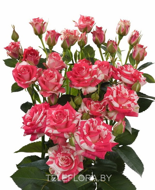 Букет из 5 кустовых бело-розовых роз