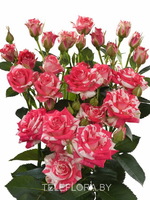 Букет из 5 кустовых бело-розовых роз