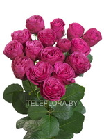 Букет из 5 пионовидных темно-розовых роз