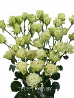 Букет из 5 белых кустовых роз