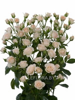 Букет из 5 кустовых кремовых роз